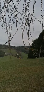 Almwiese bei Leoben