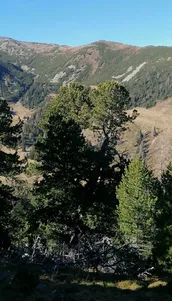Im steirischen Zirbenwald