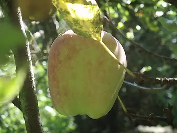 Der geschenkte Apfelbaum