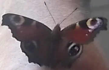 Der entführte Prinz